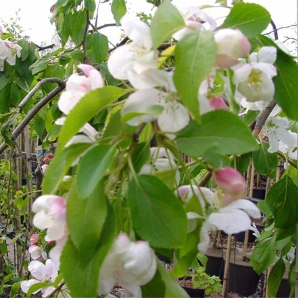Äpple – Malus 'Rinki' - 110 CM Stem C10
